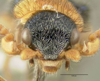 Media type: image;   Entomology 612667 Aspect: head frontal view